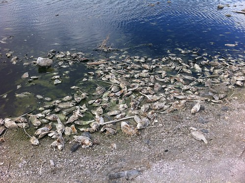 Lots of dead fish