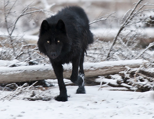 Black Wolf by Dan Newcomb Photography