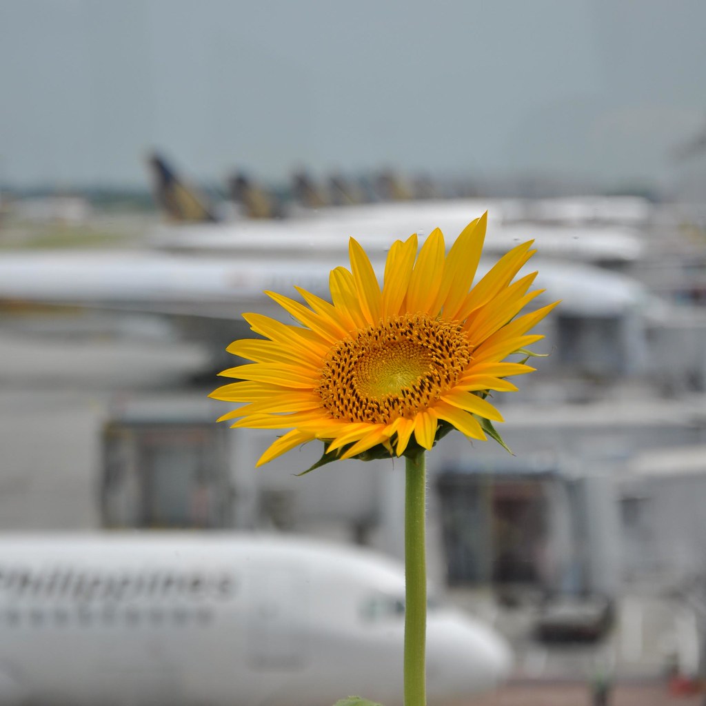 Sunflowers in the Airport 向日葵在机场 ...