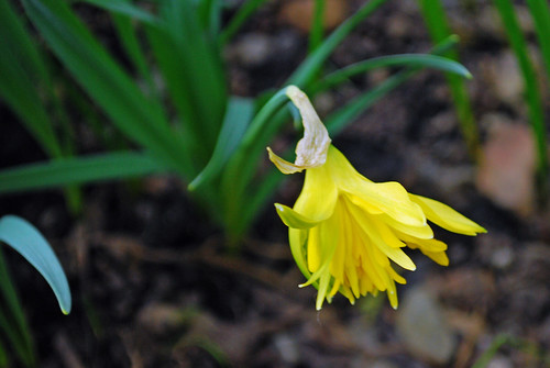 One Little Daffodil by Sandee4242