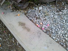 Casualties of the egg hunt