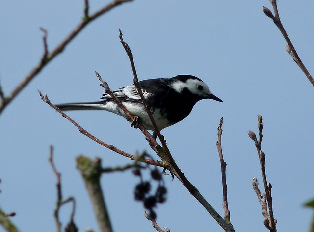 24250 - Pied Wagtail, River Coly, Devon