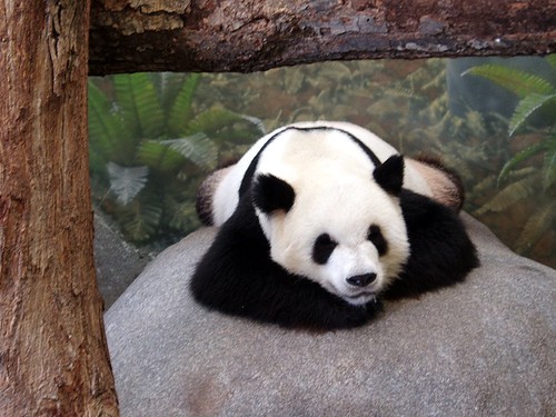Panda Bear - Memphis Zoo