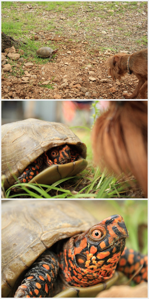 Turtle collage