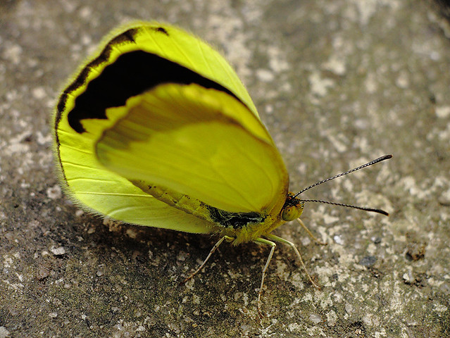 Borboletinha amarela - Yellow Butterfly - (Lepidoptera)