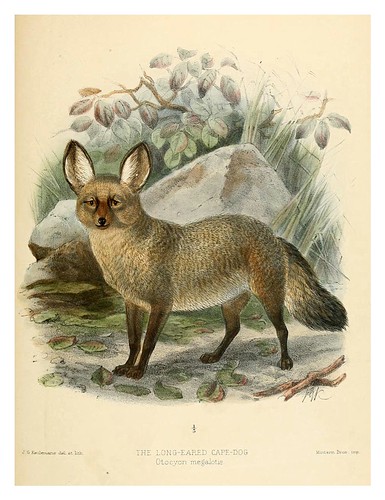 014-Perro del Cabo de orejas largas-Dogs jackals wolves and foxes…1890- J.G. Kulemans