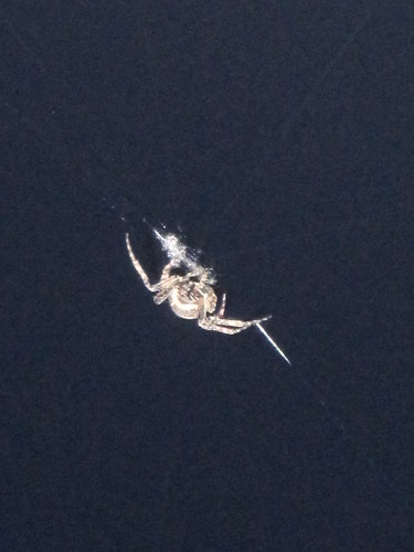 a spider hanging on the balcony of my parents' condo