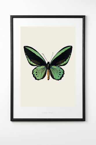 green butterfly print rockett st george