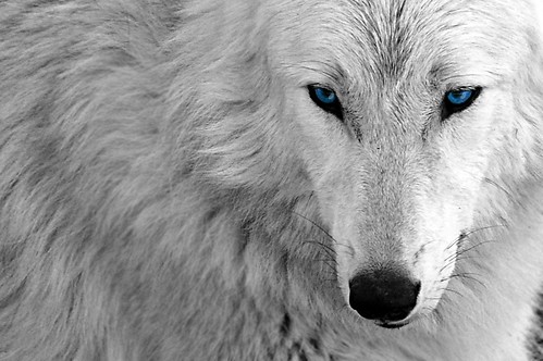 wolf desktop wallpaper. Zombie Wolf Blue Desktop
