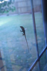 Lizard between the window and the screen