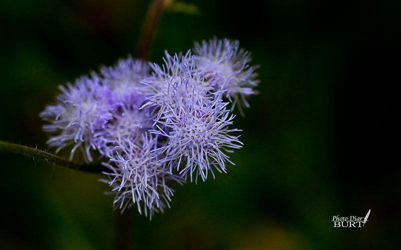 紫花霍香薊