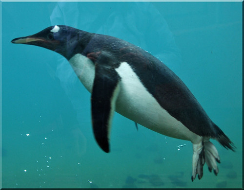 Gentoo Penguins by Niseag