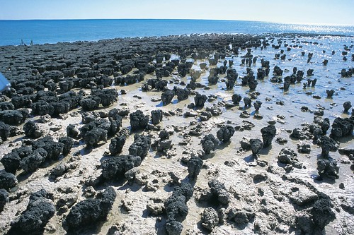 002662-786 Stromatolites.jpg