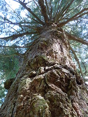 Douglas Fir Veteran Tree main trunk