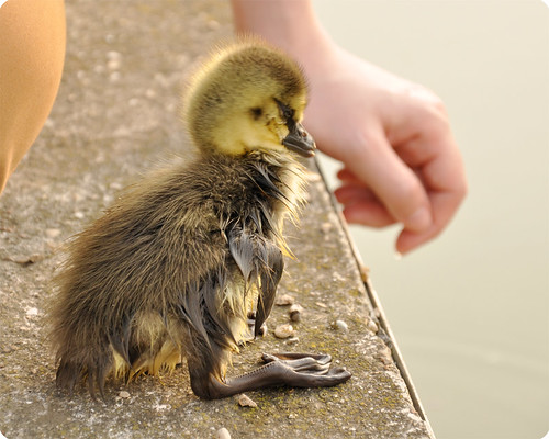 the duckling who hated the water