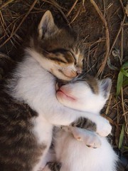 st-clair-vets-kitten-hug