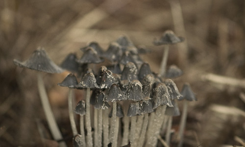 fungus amongus by saddleguy