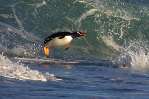 Gentoo Penguin in a wave by Derek Pettersson