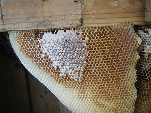Pure Honey by Lisa's Random Photos