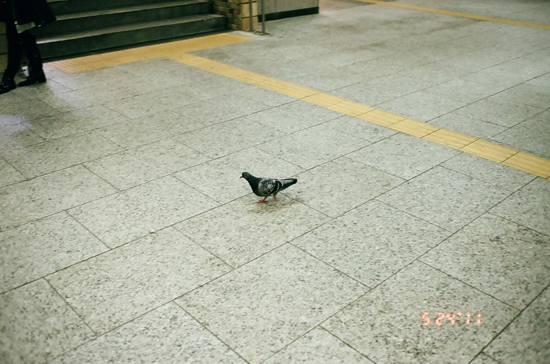 PigeonShinjukuStation (6 of 13)