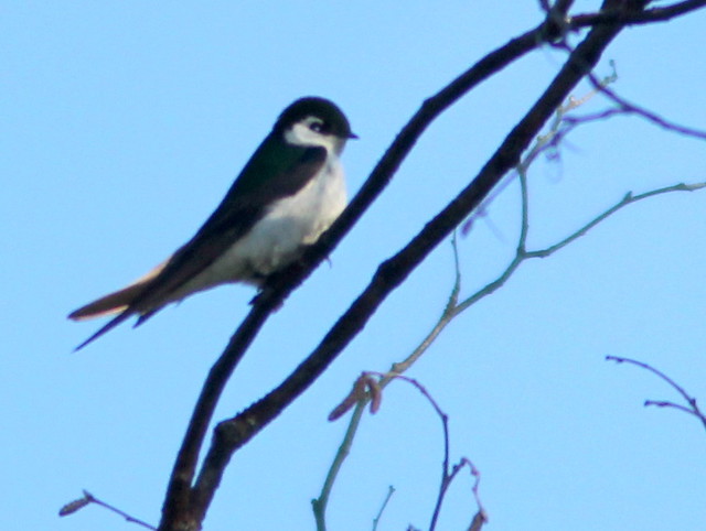 Violet-green Swallow 20110618