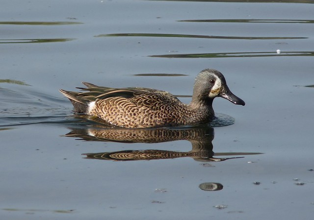 24071 - Blue Winged Teal, Sandy Water Park, Llanelli