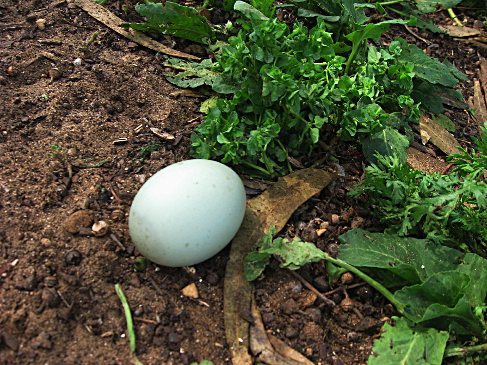 31-03-2011-fallen-egg