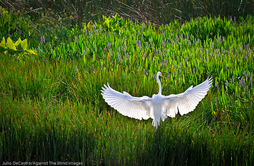 Graceful Landing_MG_3454 by Against The Wind Images