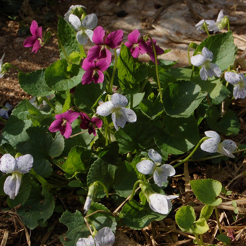 Viola sororia "Freckles"; V. s. "Rubra"