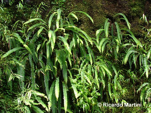 Hábito del Helecho de las Cascadas (<i>Blechnum arcuatum</i>) creciendo en el Parque Nacional Alerce Andino, Región de Los Lagos.