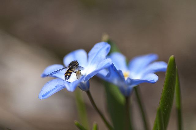 Spring happening: Glory of the snow and Hoverfly :)