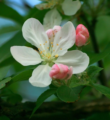 Crabapple Tree blossom