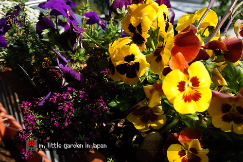 My-little-garden-in-Japan-April-2011-5