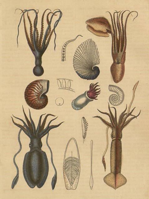 book illustrations : cephalopod species