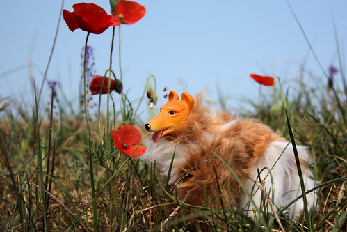 Über-Dog of Awesomeness Vs. The Poppies