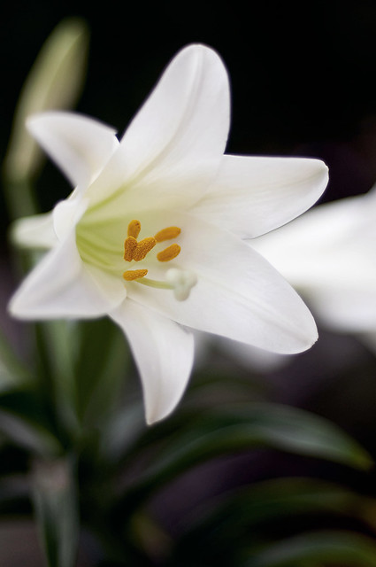 Easter Lily 1