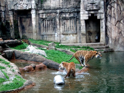 Tigers - Memphis Zoo