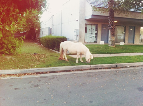 these are the horses in my neighborhood