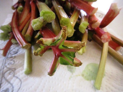 Stalks of rhubarb, take six