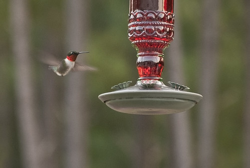 1st hummingbird! by saddleguy
