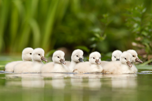 Not so ugly Ducklings by Roeselien Raimond