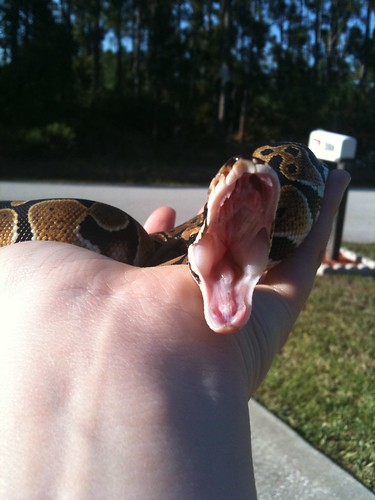 Corn Snake Yawning