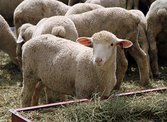 Whiteface ewe lamb
