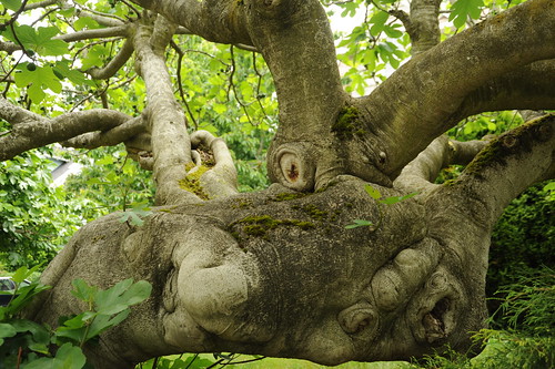 Alien fig tree, planet X, Wallingford, Seattle, Washington, USA by Wonderlane