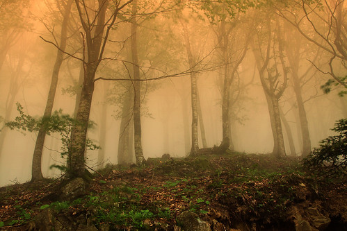 Fog in June [Explore] by David Butali (Dylan@66)