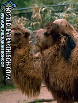 animal-camel-air