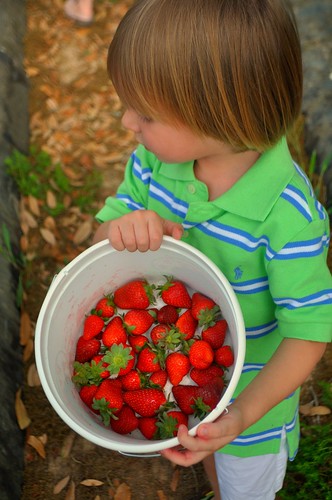 Ashton strawberries