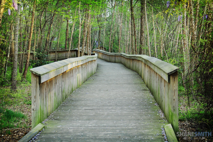 green forest bridge