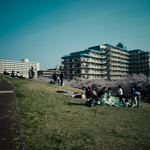 Picnic on the Hill with Cherry Blossom Row