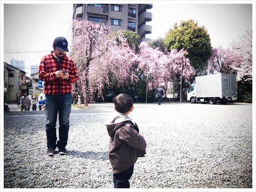 しだれ桜が美しいね